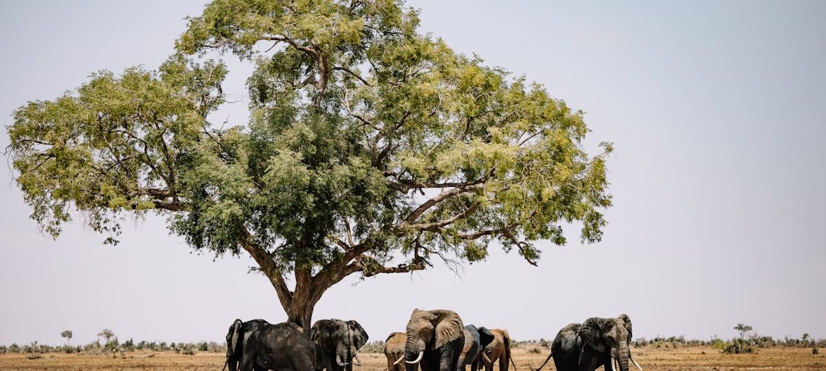 CSR Initiatives in Zimbabwe: Boosting Sustainable Farming & Youth Jobs