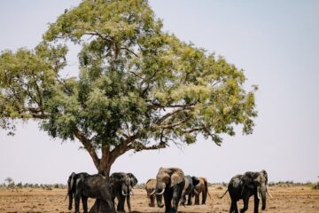 CSR Initiatives in Zimbabwe: Boosting Sustainable Farming & Youth Jobs
