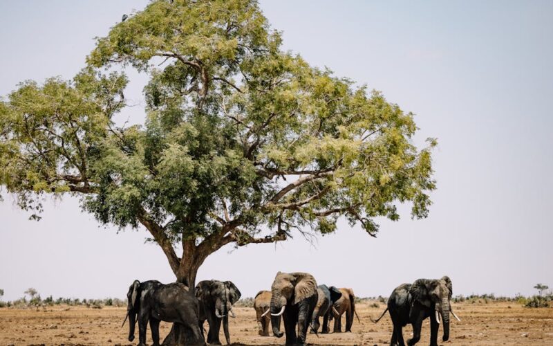 CSR Initiatives in Zimbabwe: Boosting Sustainable Farming & Youth Jobs